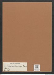 Navicula salinarum Grun. (de-Toni-Nr.: Genus 1, Species 99) Zeichnungen Sammlung Grunow Mappe 00075 (Herbarium_W_Grunow_drawings_Folder_00075)